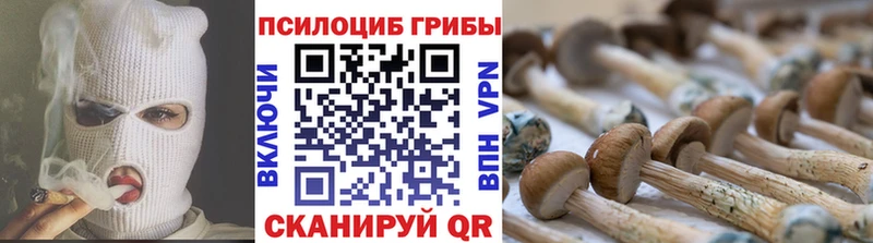 закладки  Каменка  Галлюциногенные грибы Psilocybine cubensis 